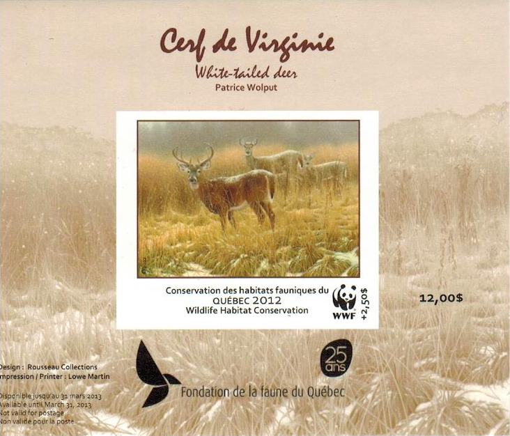 2012 White-tailed Deer by Patrice Wolput