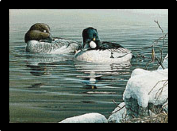 1991 Common Goldeneyes by Pierre Leduc