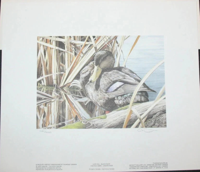 1991 Canards noirs de Chris Bacon