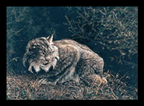 1992 Lynx du Canada de Claire Tremblay