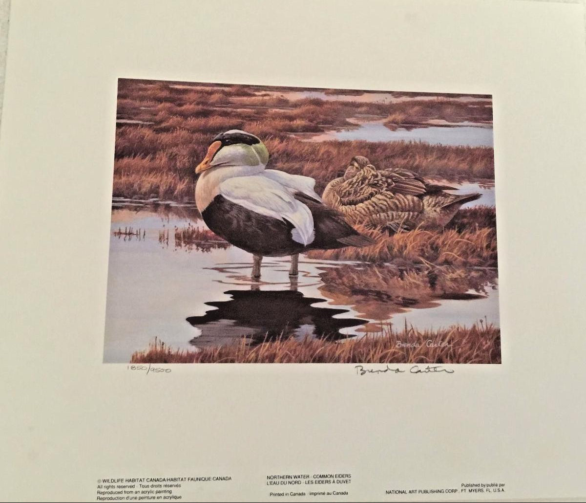 1992 Eider à duvet de Brenda Carter