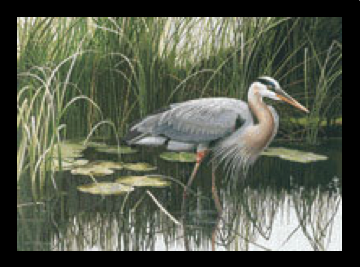 1996 Great Blue Heron by Jean-Charles Daumas