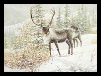 2002 Caribous de Patrice Wolput