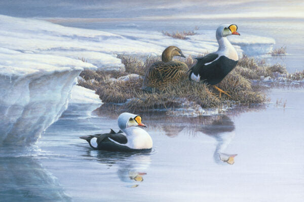 2002 Eiders à tête grise de Pierre Leduc