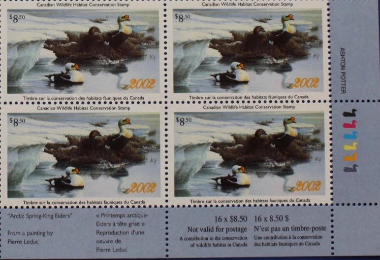 2002 Eiders à tête grise de Pierre Leduc