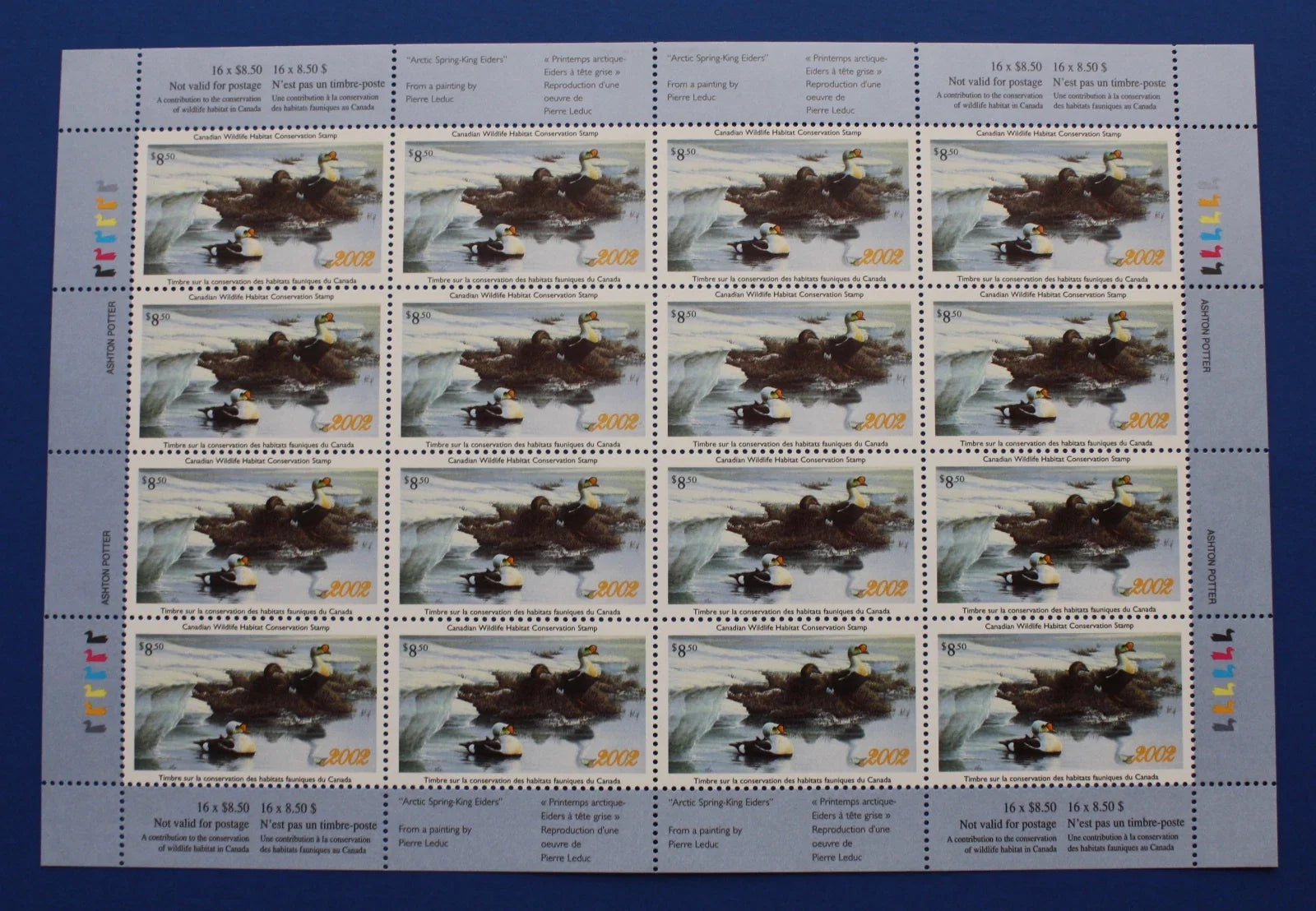 2002 Eiders à tête grise de Pierre Leduc