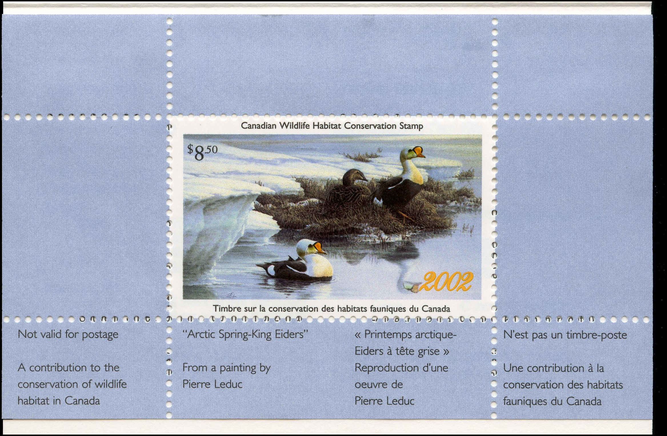 2002 Eiders à tête grise de Pierre Leduc