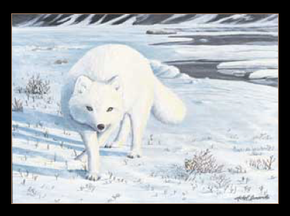 2003 Renard arctique de Michel Lamarche