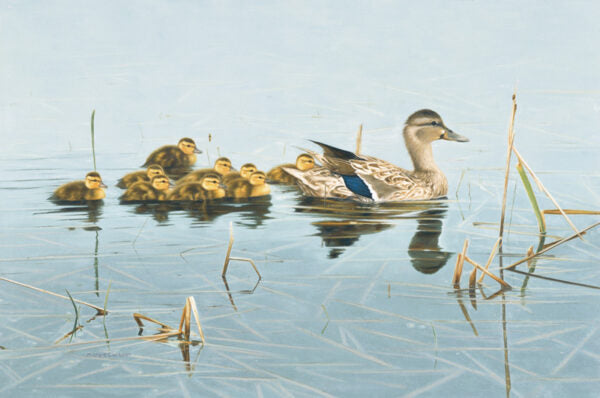 2004 Canards colvert de Michele Clarkson