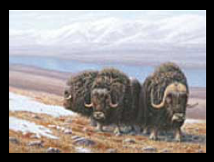 2004 Bœufs musqués de Daniel Labelle