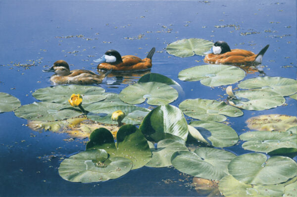 2008 Érismatures rousses de Patricia Pépin