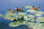 2008 Érismatures rousses de Patricia Pépin