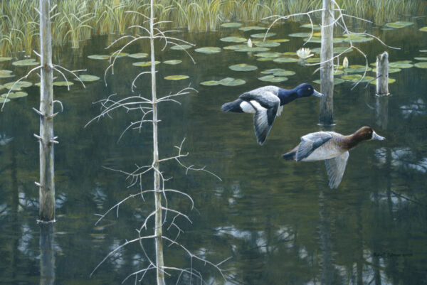 2009 Petits fuligules de Robert Bateman