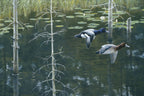 2009 Petits fuligules de Robert Bateman