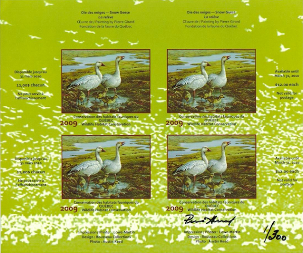 2009 Oie des neiges de Pierre Girard