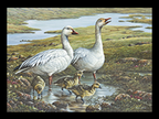 2009 Oie des neiges de Pierre Girard