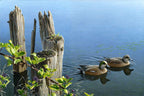 2011 Canards d’Amérique de Allan Hancock