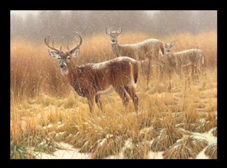 2012 White-tailed Deer by Patrice Wolput