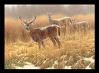 2012 White-tailed Deer by Patrice Wolput