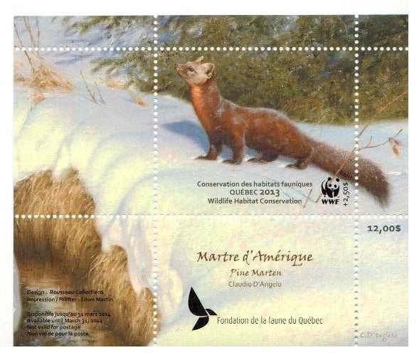 2013 Pine Marten, by Claudio D’Angelo