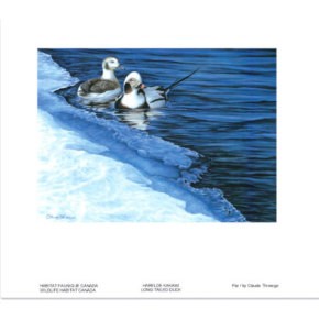 2013 Harelde Kakawi Long-Tailed Duck par Claude Thivierge