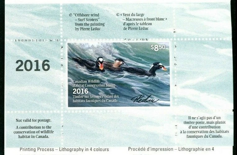 2016 Vent du large – Macreuses à front blanc d’après le tableau de Pierre Leduc