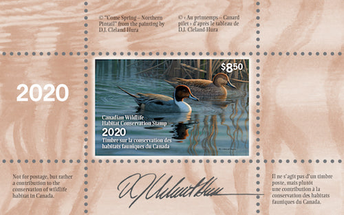 2020 Au printemps - Canard pilet - DJ Cleland - Hura