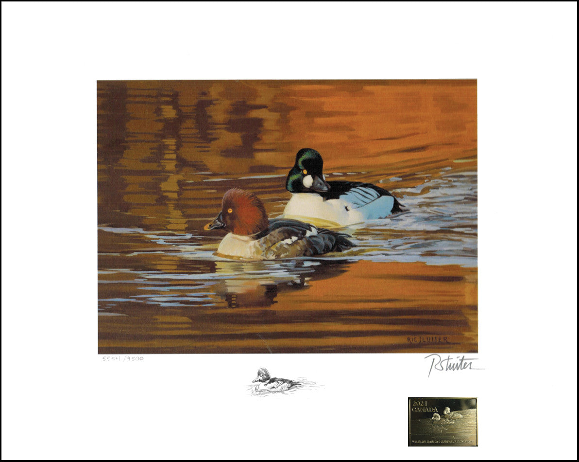 2021 Sur l'étang doré - Garrot à oeil d'or d'après le tableau de Ric Sluiter