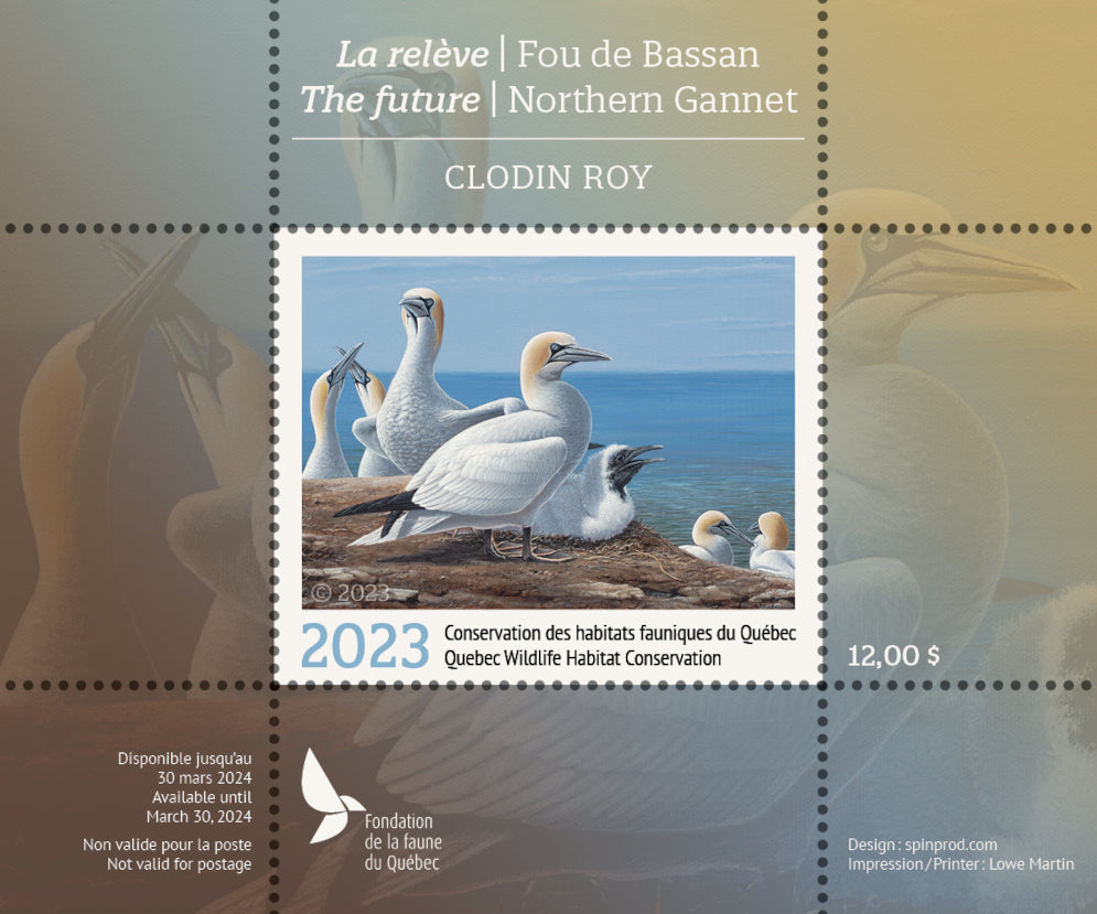 2023 La releve - Fou de Bassan par Clodin Roy