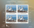 2023 The Future - Northern Gannet by Clodin Roy