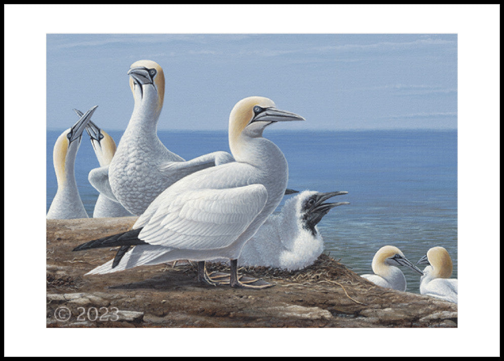 2023 The Future - Northern Gannet by Clodin Roy