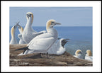 2023 The Future - Northern Gannet by Clodin Roy