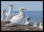 2023 The Future - Northern Gannet by Clodin Roy