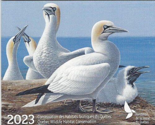 2023 The Future - Northern Gannet by Clodin Roy