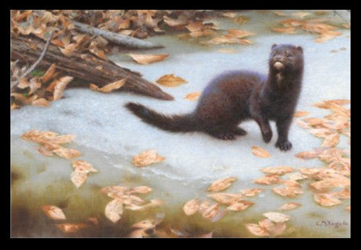 2024 Le vison – Claudio D’Anelo