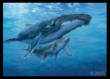 2025 Le rorqual à bosse – Claude Thivierge