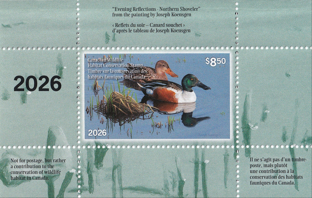 2026 Reflet du soir - Canard souchet  -  Joseph Koensgen