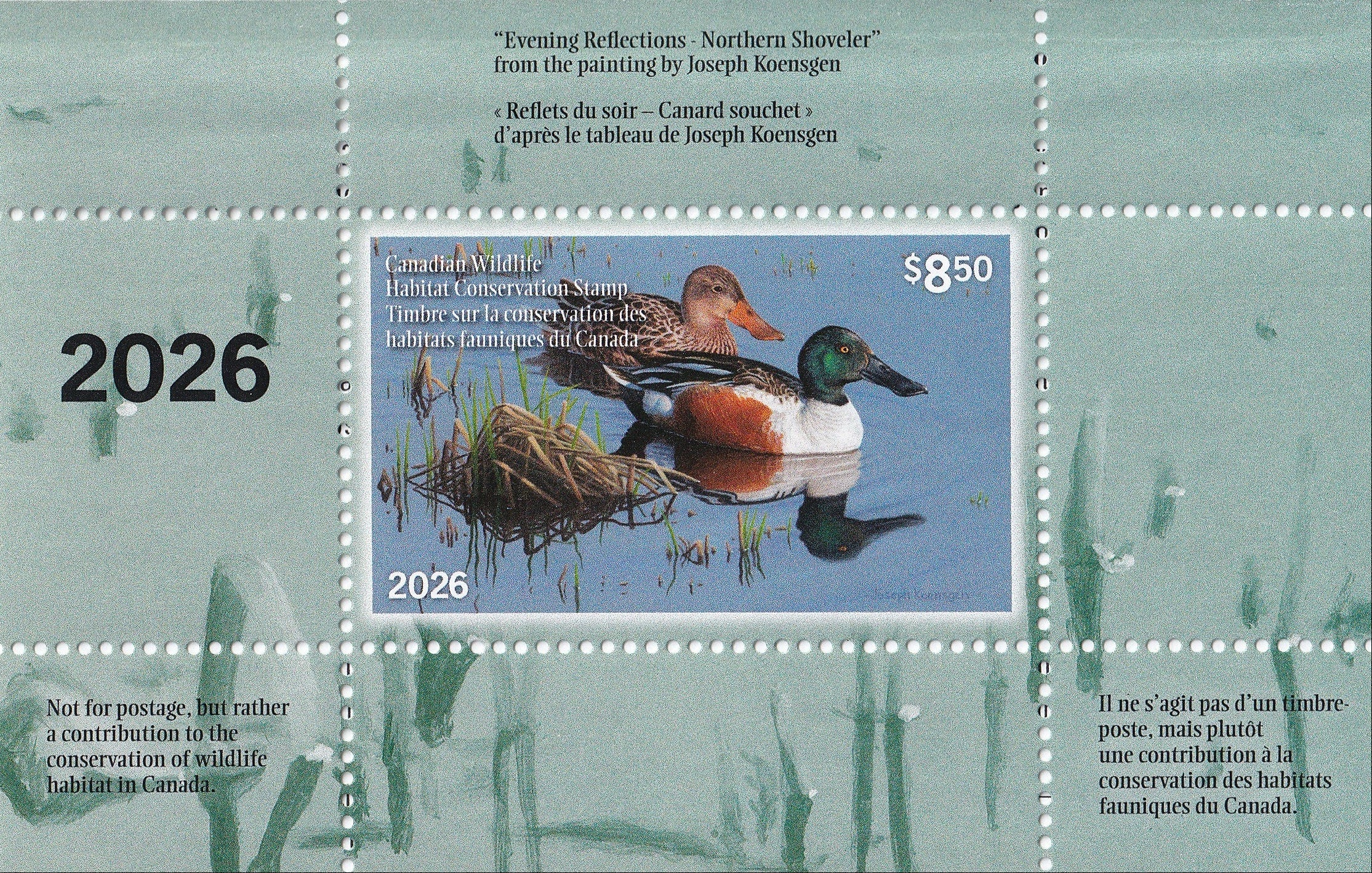 2026 Evening Reflections - Northern Shoveler  -  Joseph Koensgen