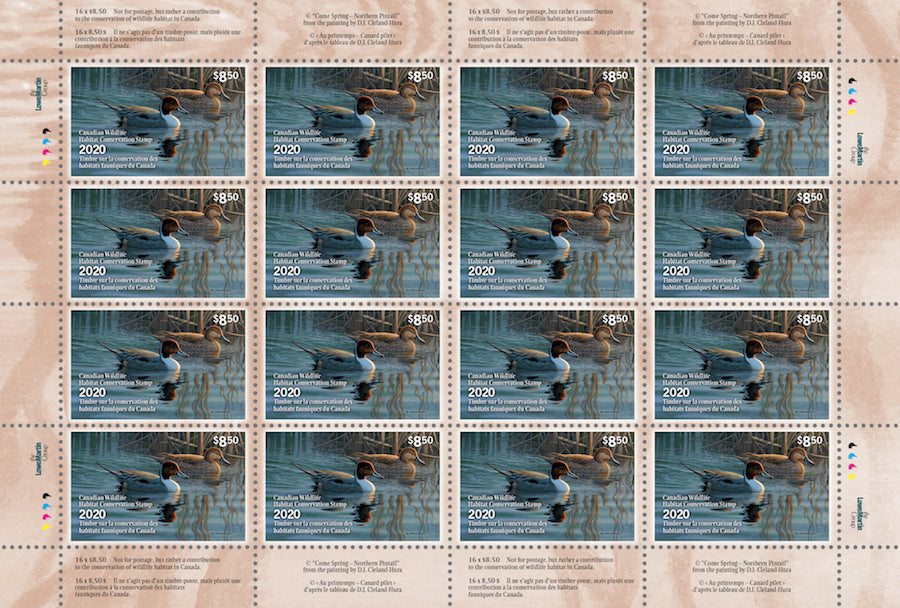 2020 Au printemps - Canard pilet - DJ Cleland - Hura
