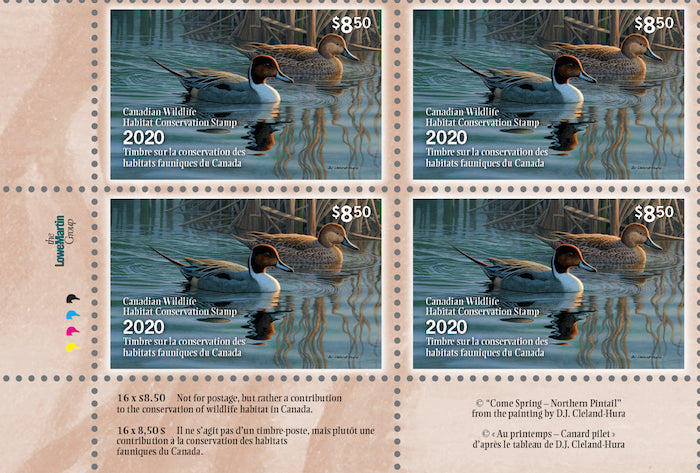 2020 Au printemps - Canard pilet - DJ Cleland - Hura