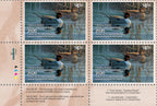 2020 Au printemps - Canard pilet - DJ Cleland - Hura