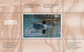 2020 Au printemps - Canard pilet - DJ Cleland - Hura