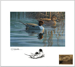 2020 Au printemps - Canard pilet - DJ Cleland - Hura
