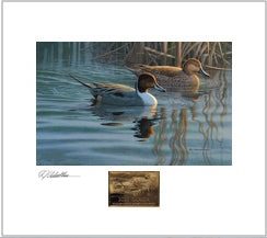 2020 Au printemps - Canard pilet - DJ Cleland - Hura