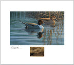 2020 Au printemps - Canard pilet - DJ Cleland - Hura