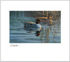 2020 Au printemps - Canard pilet - DJ Cleland - Hura