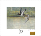 2023 Brume Boréale - Fuligules à collier - Isabelle Collin