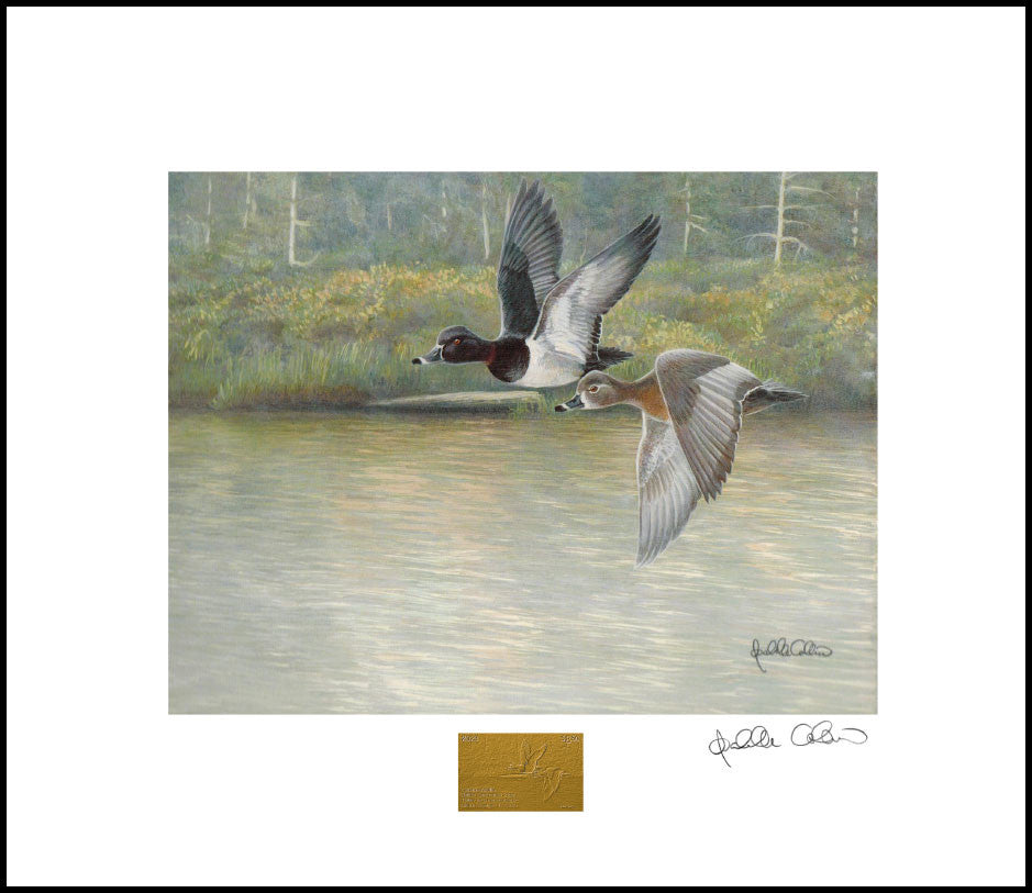 2023 Brume Boréale - Fuligules à collier - Isabelle Collin