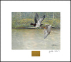 2023 Brume Boréale - Fuligules à collier - Isabelle Collin
