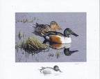 2026 Reflet du soir - Canard souchet  -  Joseph Koensgen
